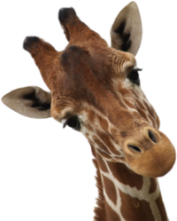 Girafa