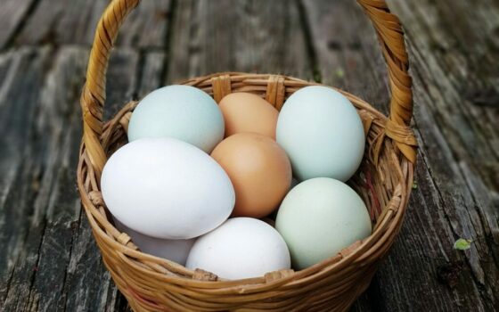 Ovos em uma cesta segura